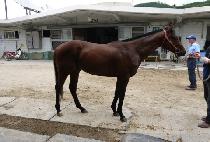 ���޷� (JINDALLAE) ����