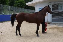 ����Ŀ (SHAMROCKER) ����