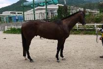 Ƽ��ž (TIZ TAP) ����