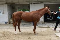 ����Ʈ�ĵ� (KNIGHTHOOD) ����