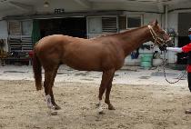 Ʈ���û��̴� (TRIPLE SHINING) ����