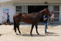 �������̼� (LEADING RACER) ����