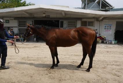 ���ϵ�ŷ ����