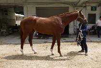 ��Ż��Ŀ (TOTAL WALKER) ����