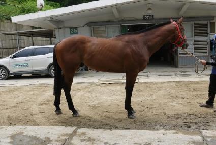 �ڸ����ķξ� ����