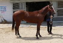 ��Ʈ�Ҵ� (BEAT SONIC) ����