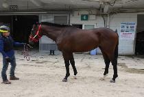 ���κ� (GYODUBO) ����