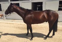 �������� (EURI EURI) ����