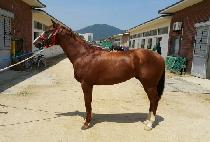 ���潺Ÿ (DONGBANG STAR) ����