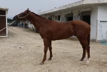 ����Ƽ�� (MIGHTY ROME) ����