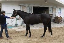 ��̿��� (DASHING EDDIE) ����