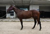 ��Ƽ�� (CITIZEN M) ����