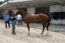 ���ƽ�Ÿ (YOU ARE STAR) ����