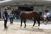 ���Ʈ����Ƽ (VIVA TRINITY) ����