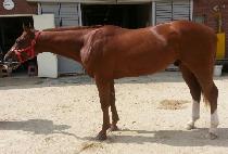 �ų��ٸ� (CINNADAR) ����