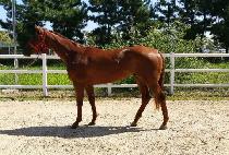 ����¡è�� (RISING CHAMP) ����