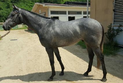 ���Ƽź ����