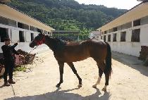 Ȳ�ݵβ��� (HWANGGEUM DUKKEOBI) ����