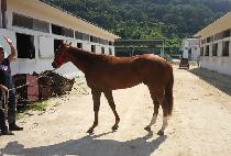 ���丮���� (VICTORY MACHO) ����