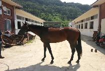 ���̽����� (ACE JILJU) ����