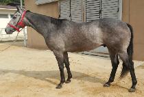 ���� (MUPAE) ����