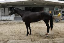 Ȳ�ݵ��� (HWANGGEUM DEULPAN) ����