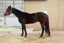 õ��� (CHEONUNMYEONG) ����