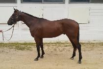 �ʸ��������� (PHILIP AND GIRAFFE) ����