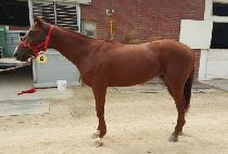 ���뿡����ī�� (LLANO ESTACADO) ����