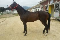 �����ְ� (AJU CHOEGANG) ����