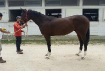 ��弭���̼� (GOLD SUMMATION) ����