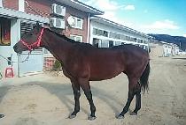 ������Ʈ�� (TOUGH COUNTRY) ����