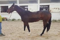 ������ (LET��S WIN) ����