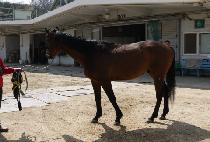 ŷ���� (KING ZENON) ����