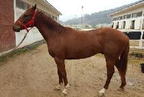 ��ٸ����ѻ� (BAEDARI SAMCHONGSA) ����