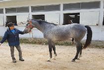 �հ����ļ� (WANGGAUI HUSON) ����