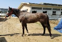 �׷δϾ� (NERONIA) ����