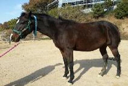 ����Ʈ��Ƽ�� ����