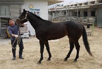 �س��ָ� (HAENAEJUMA) ����