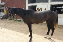 ����̵�ŷ (TORNADO KING) ����