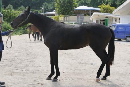 ��Į������Ʈ ����