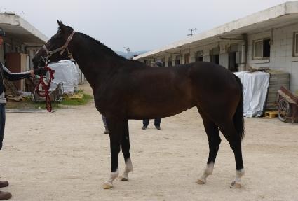 ��ŸĹ ����