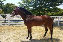 Ÿ�������� (TAGONAN JILJU) ����