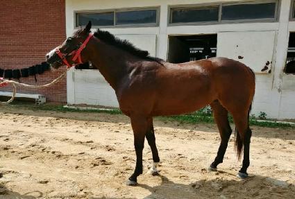 ����ƮŸ�� ����