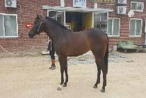 �ڸ��ȿ��� (KOREAN ANGEL) ����