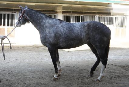 ���ī���� ����