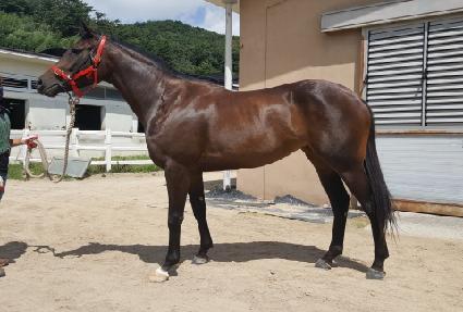 �����÷��� ����