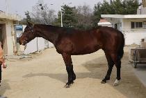 ũ���븮 (CROWN VALLEY) ����