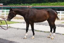 ��Ƽ�� (BETTINA) ����