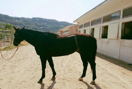 ����Ʈ�ο� ����